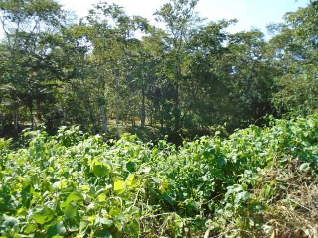 21 elevated acres of pristine forests with 300 plus meters of river frontage. - Photo 2