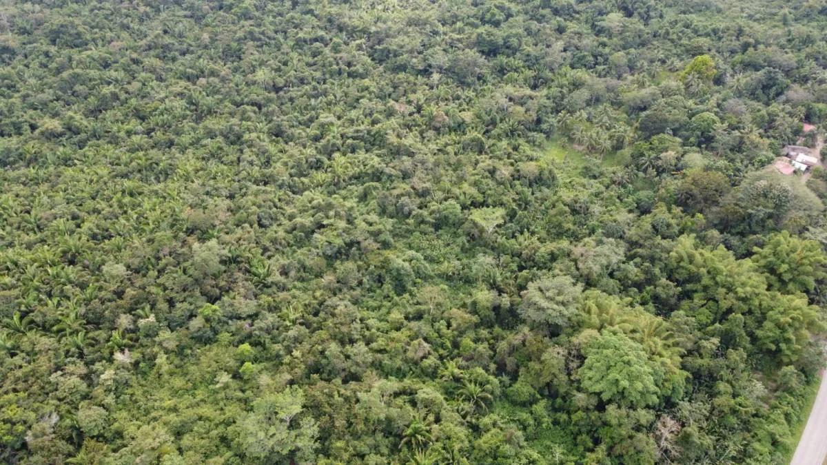 Gorgeous 93 acres, prime location in Crique Troso/Mafredi FOR SALE! - Photo 3