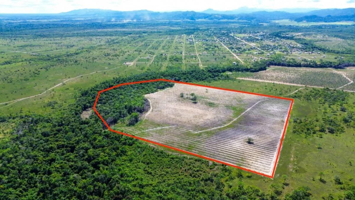 Coconut Farm Paradise – Turnkey Farming Opportunity - Photo 5
