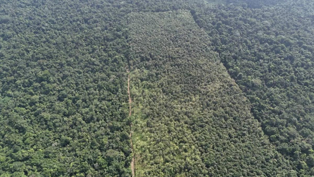 50.463 acres Teak Plantation "Investment Property" in Southern Belize! - Photo 3