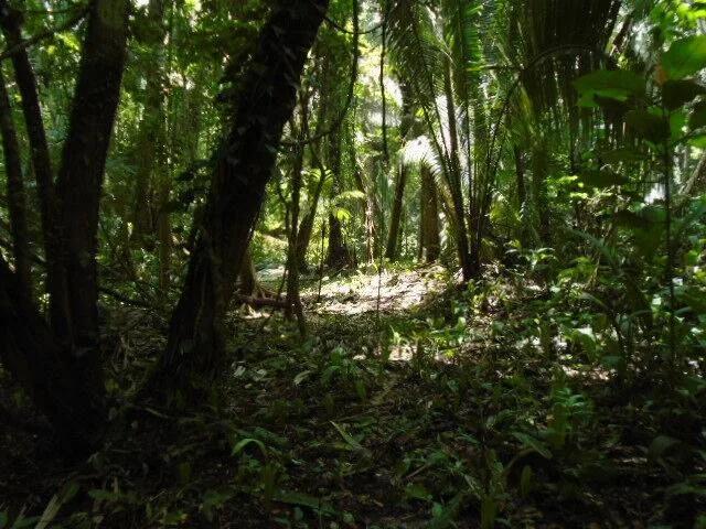 50.15 acres of lush tropical rainforest with hills and creeks,  San Pedro Colum - Photo 5