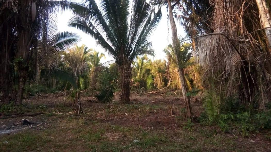 9.66 acres near Altun Ha Mayan Temple - Photo 5