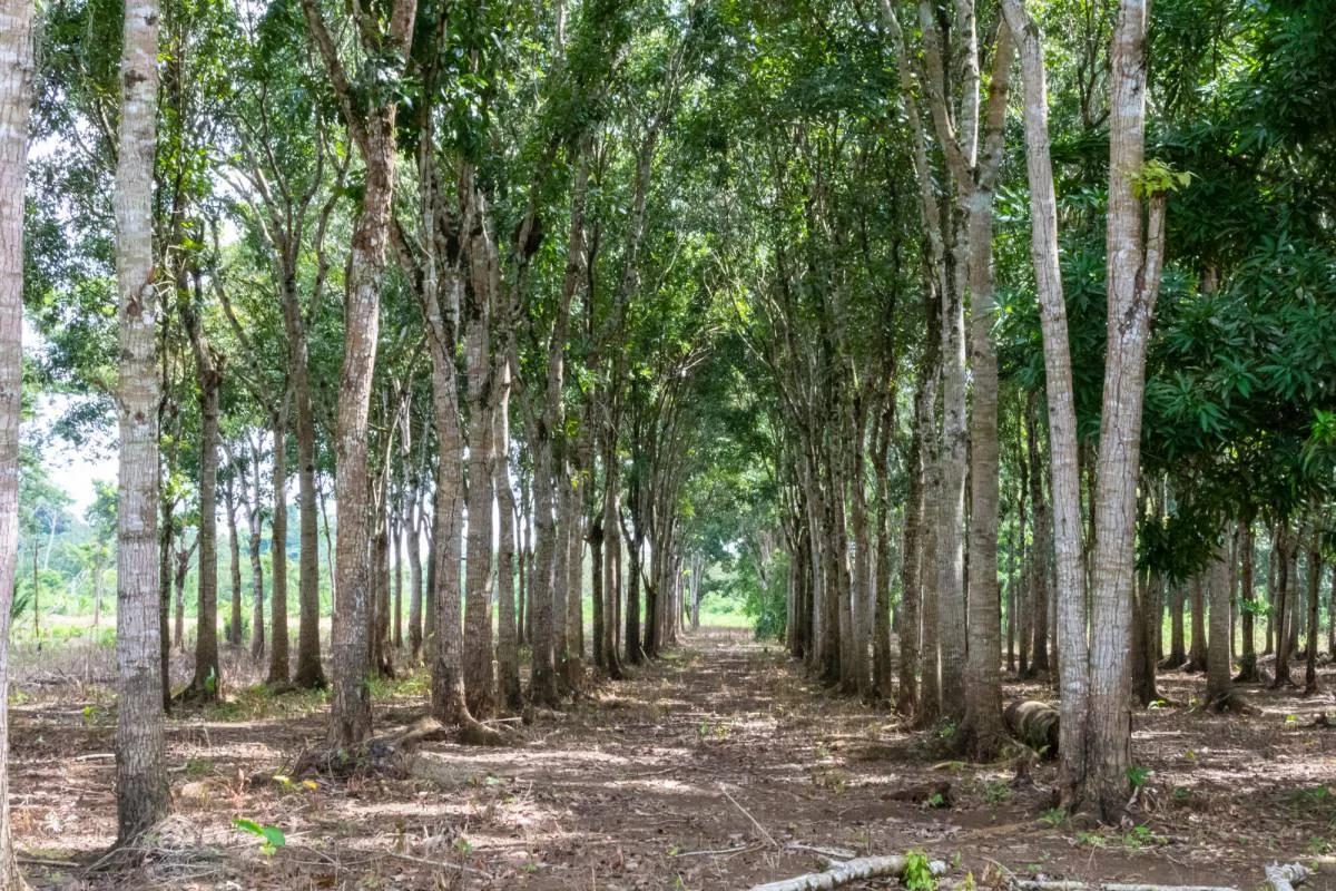 28.5 Acres River Front fully cultivated farm with Mahogany and mixed fruit trees. - Photo 6