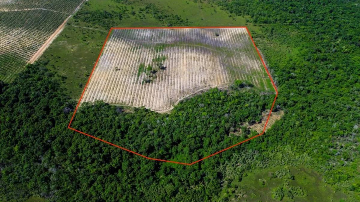 Coconut Farm Paradise – Turnkey Farming Opportunity - Photo 2