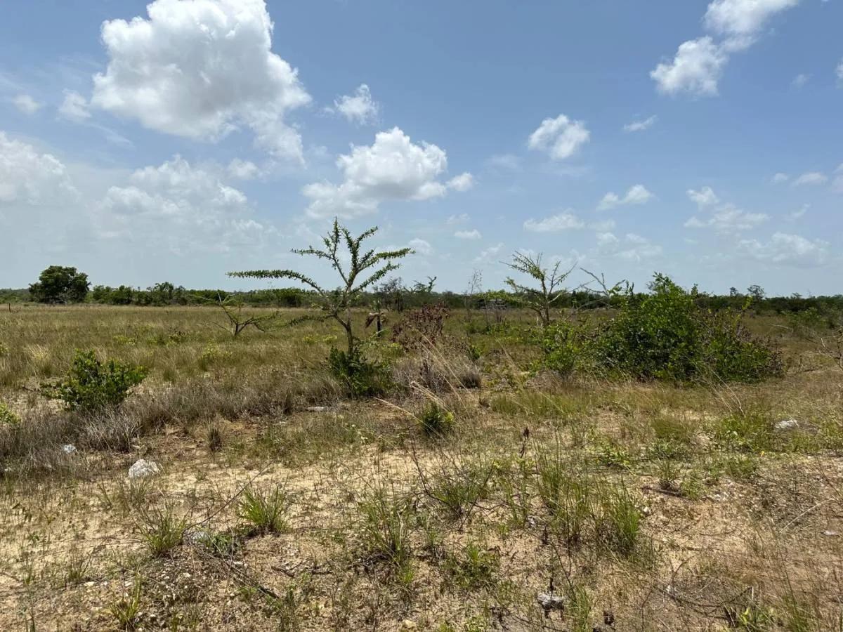 13.75 Acres of pure tranquility - Photo 2