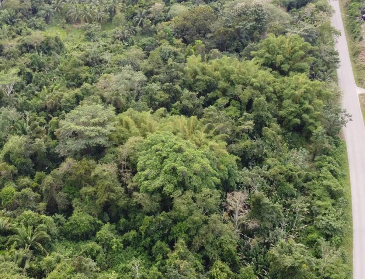 Gorgeous 93 acres, prime location in Crique Troso/Mafredi FOR SALE!