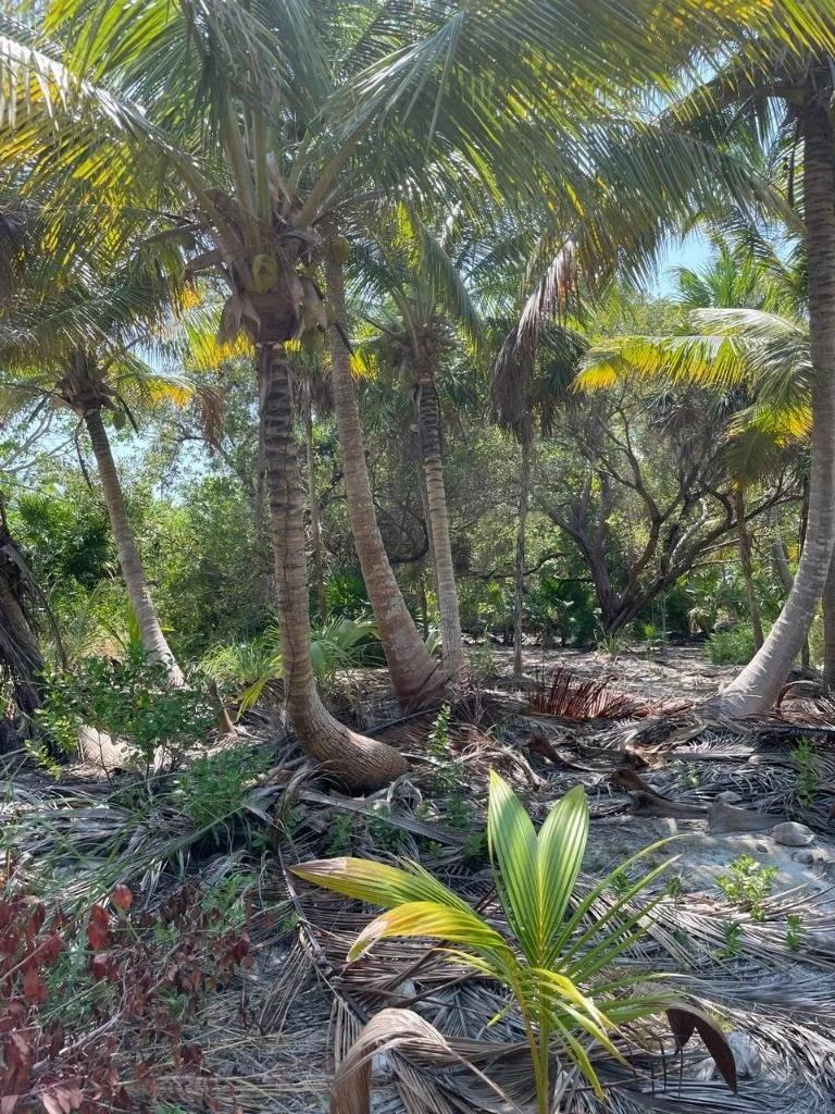 Rare Double Waterfront Lot Opportunity – North Island, Caye Caulker - Photo 6