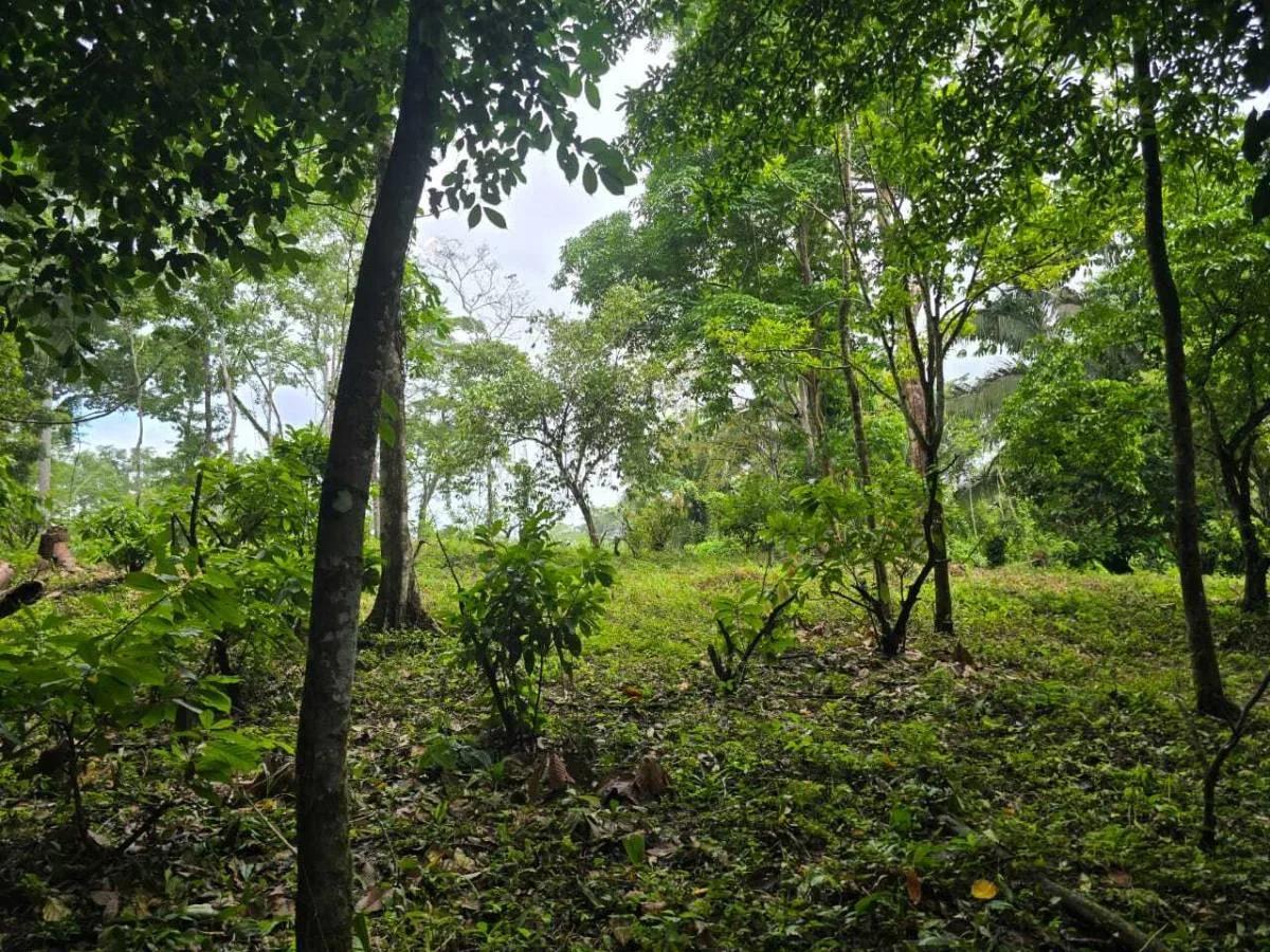 Riverside Tropical Investment – 30 & 12.3 Acres on the Rio Grande, Big Falls - Photo 8