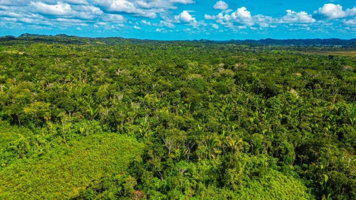 Tea Kettle Village | 230-Acre Riverfront Investment Estate in Belize - Photo 3