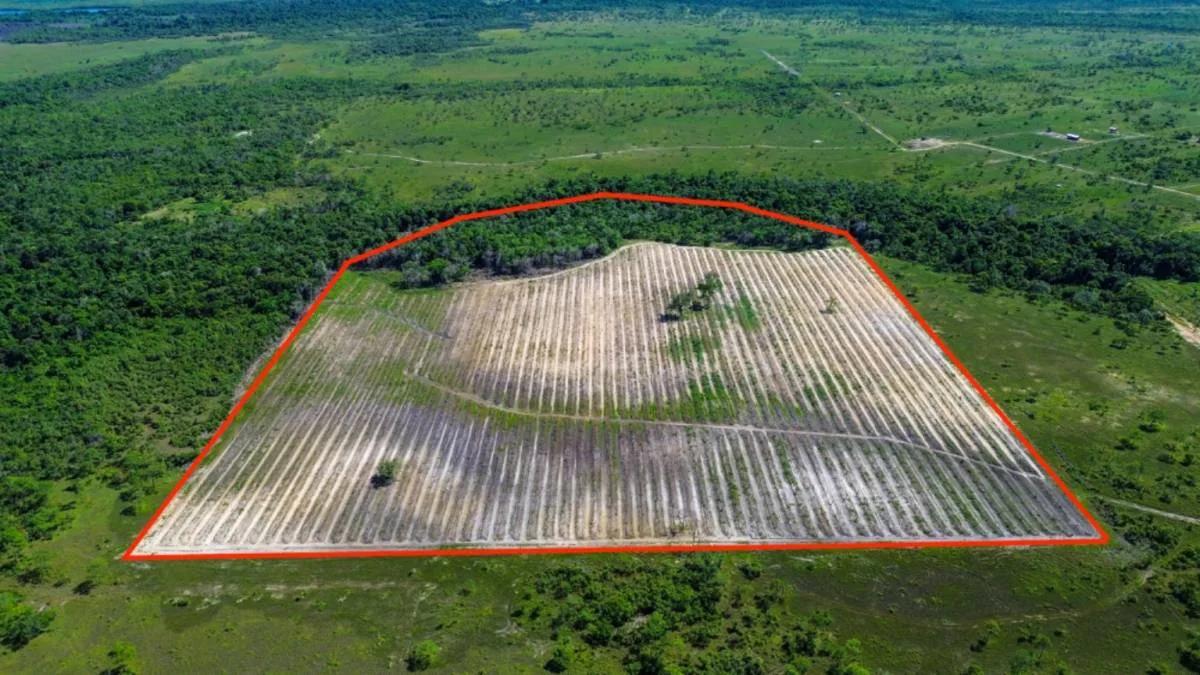Coconut Farm Paradise – Turnkey Farming Opportunity - Photo 3